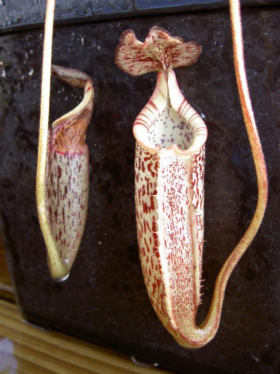 Nepenthes burbidgeae